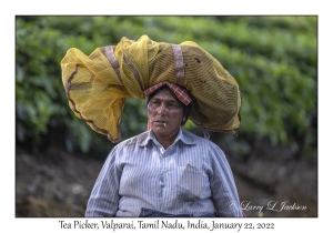 Tea Picker