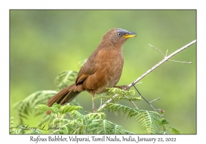 Rufous Babbler