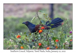 Southern Coucal