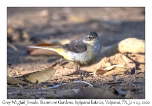 Grey Wagtail