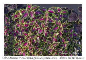 Coleus