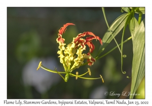 Flame Lily