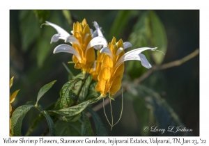 Yellow Shrimp Flower