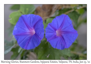 Morning Glories