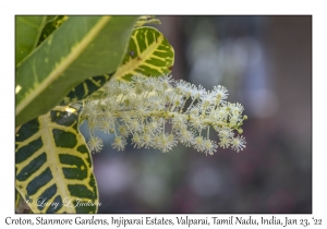 Croton Flowers