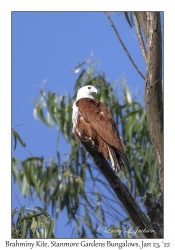 Brahminy Kite