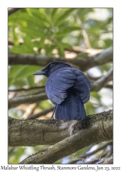 Malabar Whistling Thrush