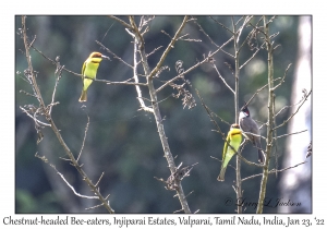 Chestnut-headed Bee-eaters