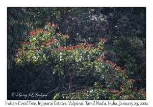 Indian Coral Tree