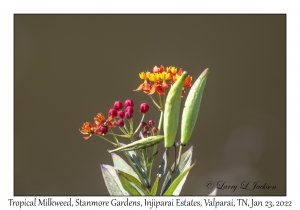 Tropical Milkweed