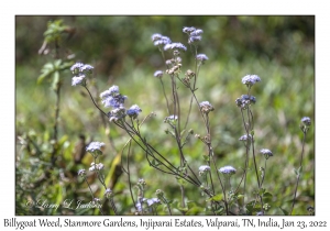 Billygoat Weed