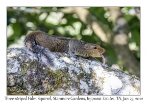 Three-striped Palm Squirrel