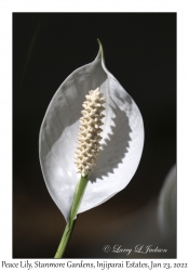 Peace Lily