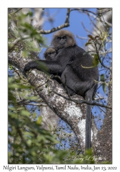 Nilgiri Langur