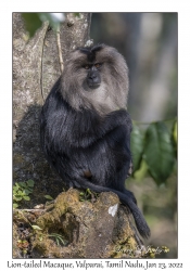 Lion-tailed Macaque