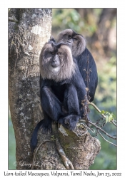 Lion-tailed Macaques