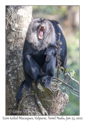 Lion-tailed Macaques