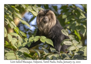 Lion-tailed Macaque