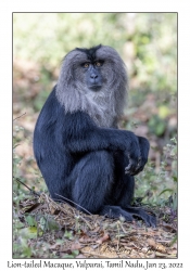 Lion-tailed Macaque