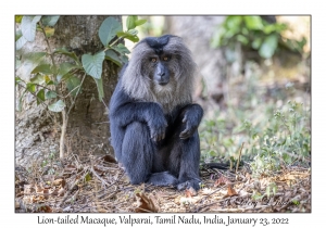 Lion-tailed Macaque