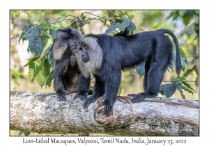 Lion-tailed Macaques