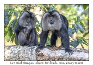 Lion-tailed Macaques