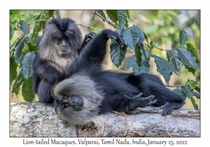 Lion-tailed Macaques