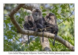 Lion-tailed Macaques
