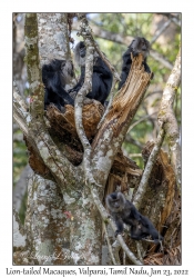 Lion-tailed Macaques