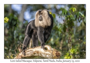 Lion-tailed Macaque