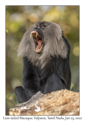 Lion-tailed Macaque