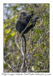 Nilgiri Langur