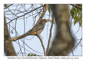 Malabar Grey Hornbill