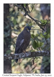 Crested Serpent Eagle