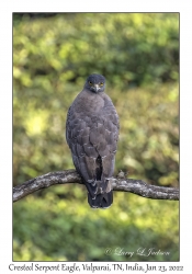 Crested Serpent Eagle