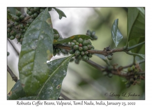 Robusta Coffee Beans