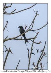 Lesser Racket-tailed Drongo