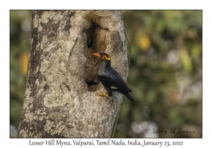 Lesser Hill Myna