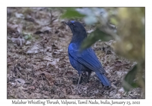 Malabar Whistling Thrush