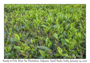 Tea ready to pick