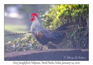 Grey Junglefowl