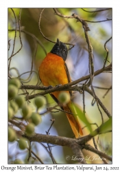 Orange Minivet