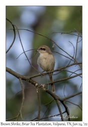 Brown Shrike