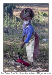 Tea Picker