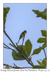 Orange Minivet