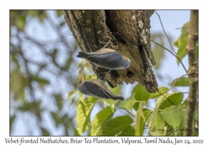 Velvet-fronted Nuthatches