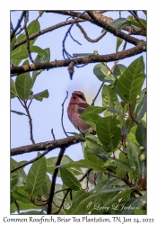 Common Rosefinch