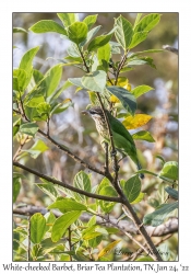 White-cheeked Barbet