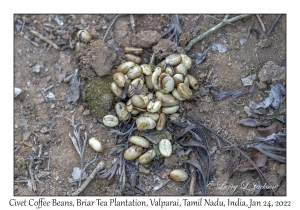 Civet Coffee Beans