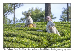 Tea Pickers